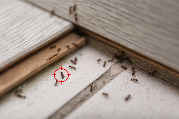 Best Pest Prevention Services  in West Point, NY