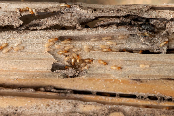 Best Pest Control Near Me in West Point, NY